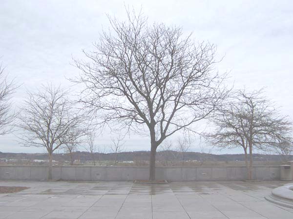 Bare trees around Missouri's statehouse